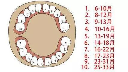 寶寶長(zhǎng)牙的順序與計(jì)算公式